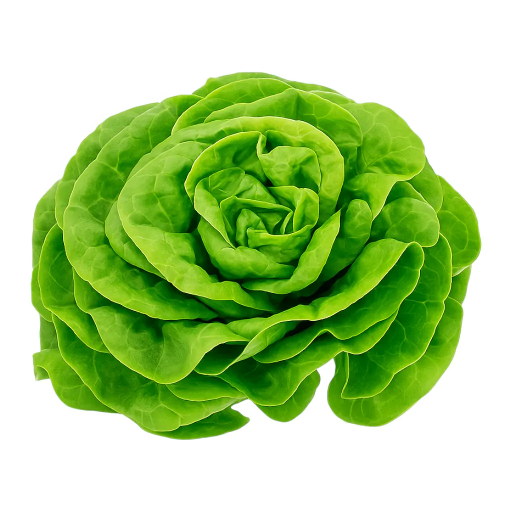 Comprar lechuga seda fresco en Satipo