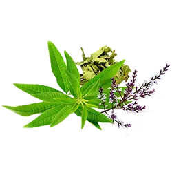 Comprar Cedrón fresco en Satipo