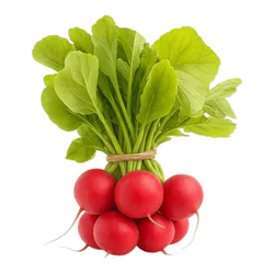 Comprar rábano fresco en Satipo