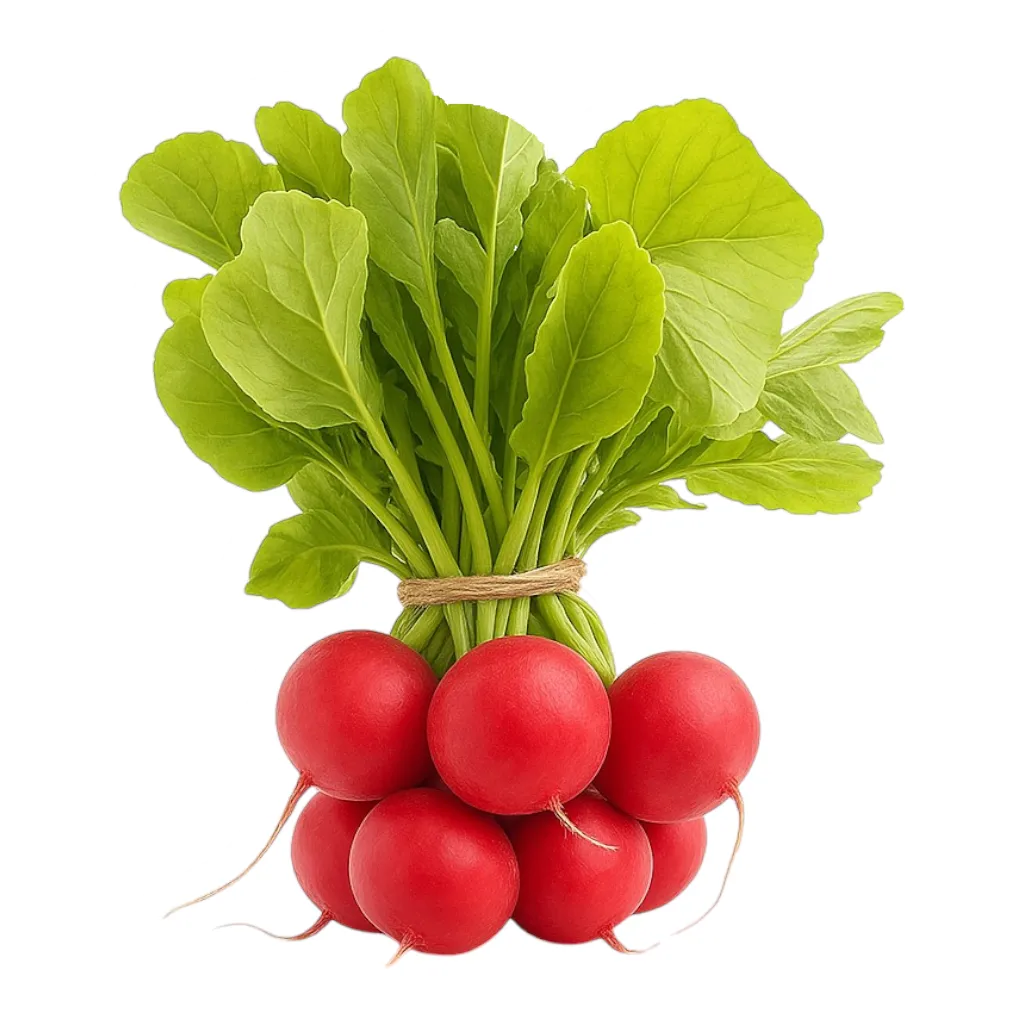 Comprar rábano fresco en Satipo