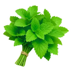 Comprar toronjil fresco en Satipo