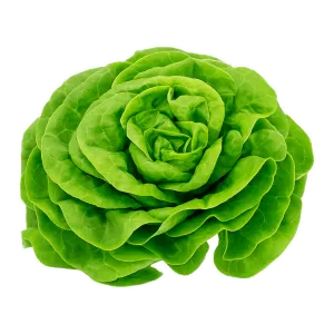 Comprar lechuga seda, docena fresco en Satipo